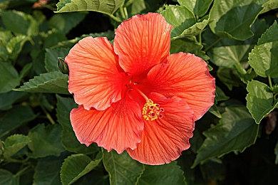 前网之易负责人转发考迪克黑白遗像“悼念”